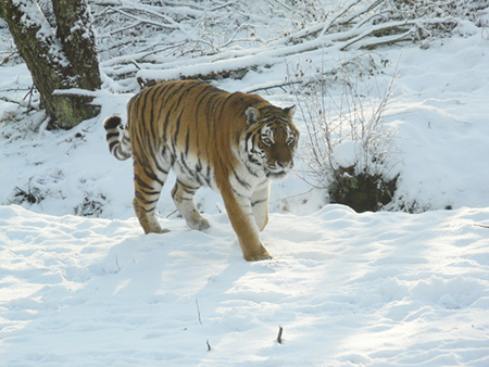 Tiger at Highland Wildlife Park